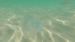 Коса Беляус. Крым. Живем в палатке на пляже, боремся с насекомыми.