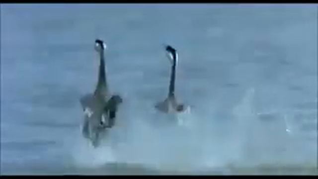 Приколы с птицами смотреть онлайн