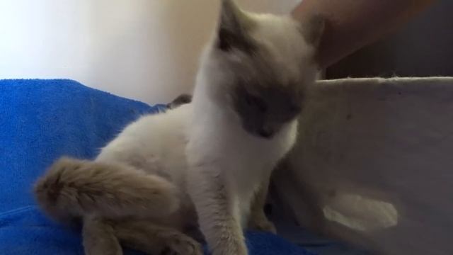 ДВЕ НЕДЕЛИ КОТЯТАМ.?ПЕРВЫЕ ШАГИ.? #котята