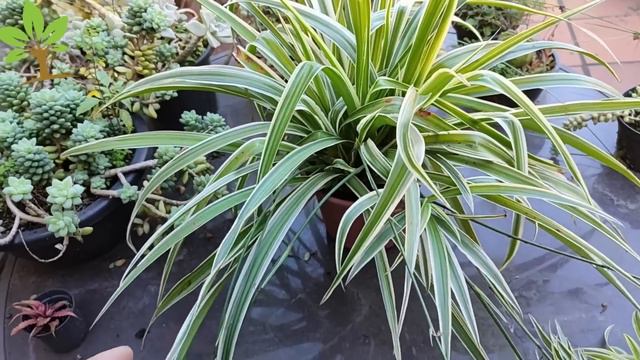 Apenas 1 folha dessa planta vale uma mina de ouro (Você tem em casa?) смотреть онлайн