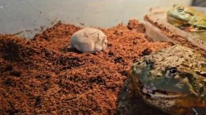Hungry Frogs Hunt Hamsters - Warning Live Feeding