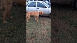 Волкодавы Кавказа. ФИНАЛЫ ЧЕМПИОНАТА ЛЛ И СК!