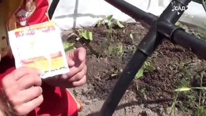 Почему вянут огурцы Глиокладин от корневых гнилей