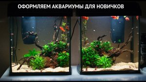 Запуск и обслуживание аквариумов для новичков с нуля