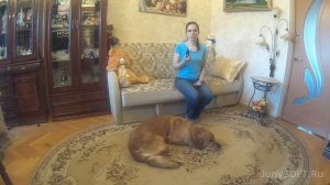 Как правильно стричь когти у собаки!?