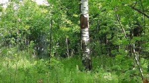 Ловля зелёных пересмешек