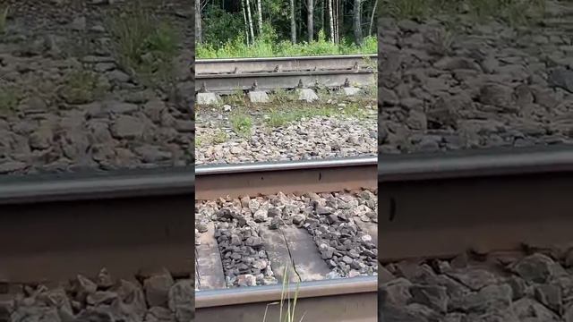 Медведь пришёл мужикам помочь с работой, а его выгнали. #shorts смотреть онлайн