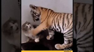 InShot_20231216_145343830.mp4