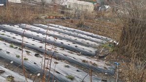 Ручной культиватор "Торнадо" и " Торнадо мини". Как убрать старые кусты клубники.