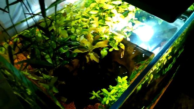 Задний фон, фитосвет и стекло, которого нет... смотреть онлайн