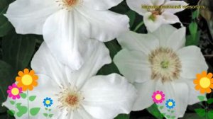 Клематис гибридный Фую-Но-Таби. Краткий обзор, описание характеристик clematis Fuyu-No-Tabi