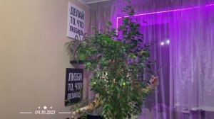 3.1. ФИКУС БЕНДЖАМИНА  УХОД, РАЗМНОЖЕНИЕ, ФОРМИРОВАНИЕ СТВОЛА