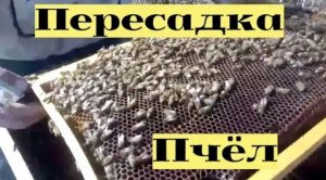 Весенняя пересадка пчёл || Деревенские Традиции