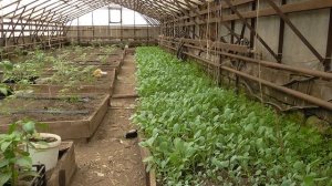 Выращивание капусты. Кила капусты, меры борьбы