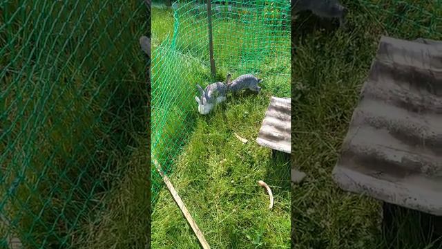 Крольчиха кроет кролика) смотреть онлайн