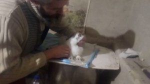 Подрезаем зубы кролику,своими руками!