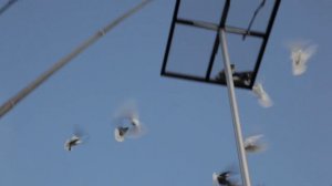 Голуби Гривуны _ Германия (Hildesheim)