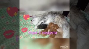 Роды мейн кун. Наша Снежка рожает. Принимаем первые роды./Maine Coon genera.