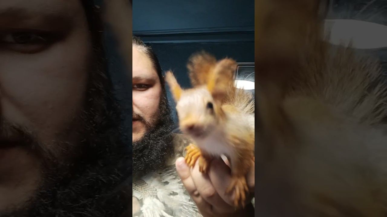 А у меня опять белочка!  белка белкавдоме ручнаябелка  animals  squirrel pet супермарс