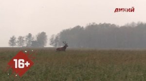 Охота в Беларуси. Осенние загоны