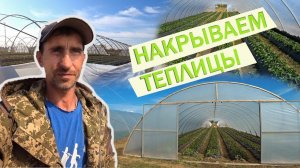 Накрываем теплицы