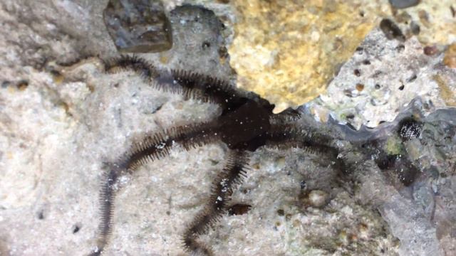 Путешествие в Египет отель NOVOTEL Marsa Alam, морские звезды очень напугали)) смотреть онлайн