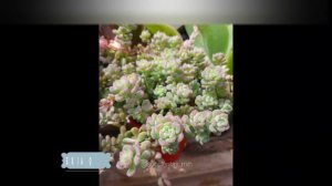 TOP 10 ECHEVERIAS PEQUEÑAS