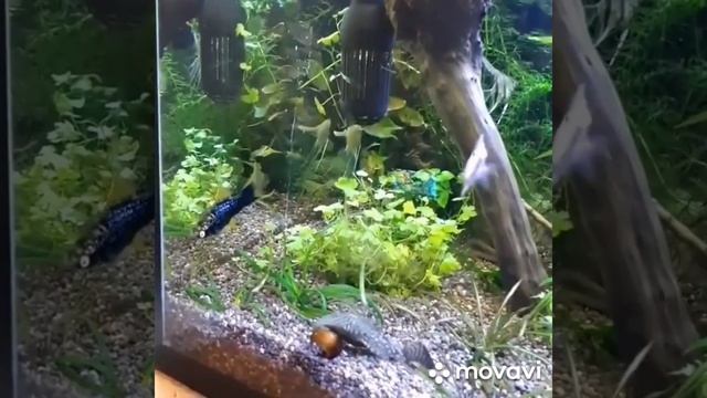 рыбка Меченосец самец смотреть онлайн