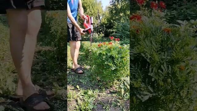 #райназемле #бархатцы #аккумуляторный #инструмент  #стрижка #райскийсад #цветы #ландшафтныйдизайн