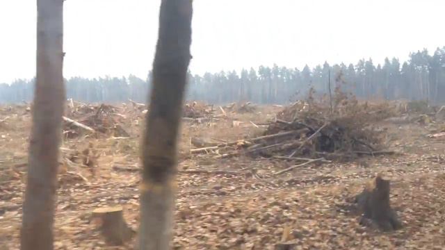 Вырубленный лес в Монино смотреть онлайн