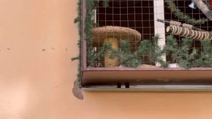 БАЛКОНЫ ДЛЯ КОТОВ. КРЕАТИВНОЕ РЕШЕНИЕ😻😻😻