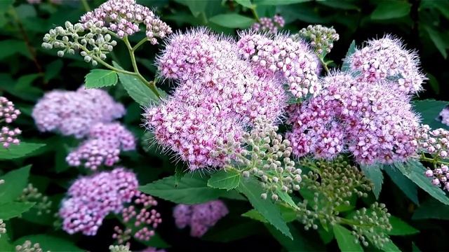 Спирея японская / Spiraea japonica / Литл Принцесс / Little Princess