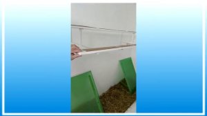 Новая голубятня Липецкая область поселок Лев Толстой 2022 год