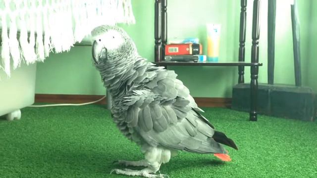 Жако смотреть онлайн