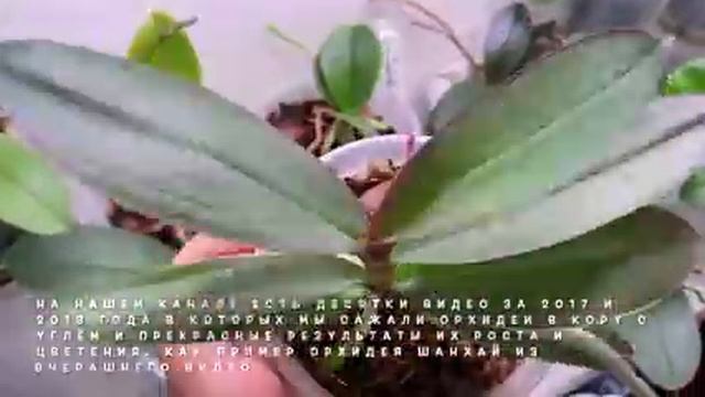 орхидеи в керамзите НАРАСТИЛИ КОРНИ и ВЫПУСТИЛИ ЦВЕТОНОСЫ смотреть онлайн