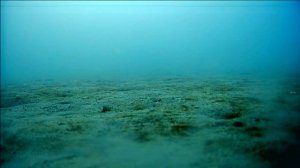 Съемка камбалы под водой