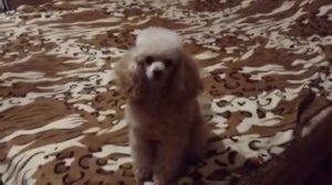 Как воет соседская собака