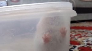 Купание в песке сирийского хомяка