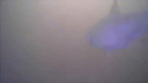 Подводная камера LUCKY FL180AR. Отзыв, примеры съемки под водой.  Часть 1.