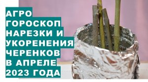 Агрогороскоп укоренения черенков в апреле 2023 года. Агрогороскоп укорінення живців в квітні 2023