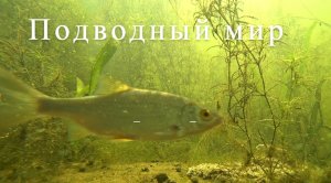 Опустил корм и установил камеру. Подводная сьемка. underwater filming