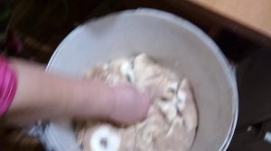 Как солить грибы грузди?! Родительский рецепт