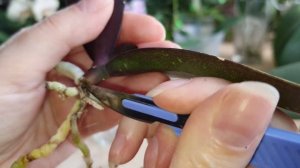 Мой способ устранения и лечения черной сухой гнили на орхидее фаленопсис