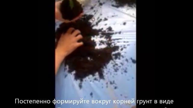Как сделать подвесной висячий сад своими руками из комнатного растения (видео)