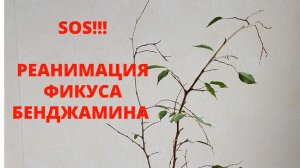 Фикус Бенджамина. Реанимация. Часть 1...