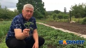Как посадить помидор