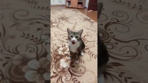 Котёнок выполняет собачьи команды