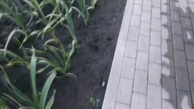 Лук чеснок Рокамболь в Хозяйство Кузнецова С.А.