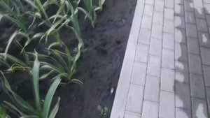Лук чеснок Рокамболь в Хозяйство Кузнецова С.А.