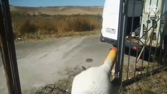 Калитка своими руками смотреть онлайн